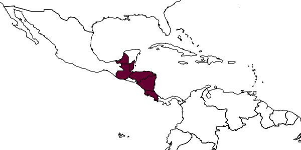map of Basiceros wheeleri     (Mann, 1922)